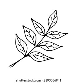 Hand drawn leaf in Doodle style. Vector illustration isolated on white background.