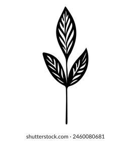 Hoja dibujada a mano del árbol del olmo del campo. Ilustración vectorial.
