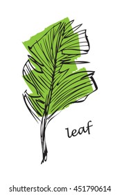 hand drawn a leaf in green color isolated on white background. vector illustration.