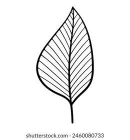Hand drawn leaf of hazel tree. Vector illustration.