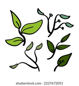 Hand drawn leaf illustration in doodle style