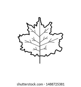Hand drawn Leaf isolated on a white. Sketch. Vector illustration.