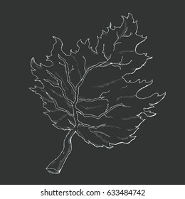 hand drawn leaf isolated on dark background