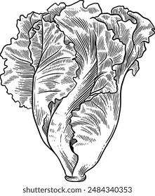 Hand drawn Leaf Lettuce Sketch Illustration