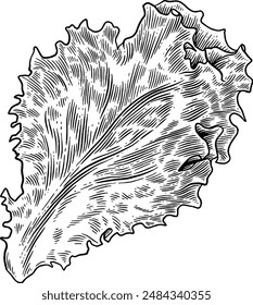 Hand drawn Leaf Lettuce Sketch Illustration