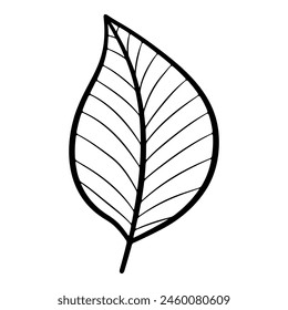 Hand drawn leaf of linden tree. Vector illustration.