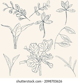 hand drawn leaf line art, hand drawn nature painting. Free hand sketch illustration.