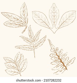 arte de la línea de la hoja dibujada a mano, pintura de la naturaleza dibujada a mano. Ilustración de esbozo a mano libre.
