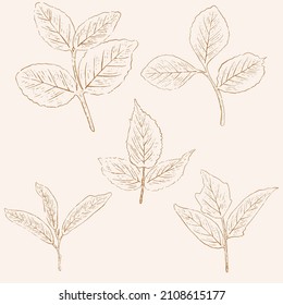 arte de la línea de la hoja dibujada a mano, pintura de la naturaleza dibujada a mano. Ilustración de esbozo a mano libre.