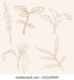 hand drawn leaf line art, hand drawn nature painting. Free hand sketch illustration.