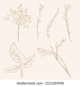 arte de la línea de la hoja dibujada a mano, pintura de la naturaleza dibujada a mano. Ilustración de esbozo a mano libre.