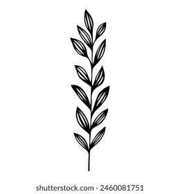 Hand drawn leaf of locust tree. Vector illustration.