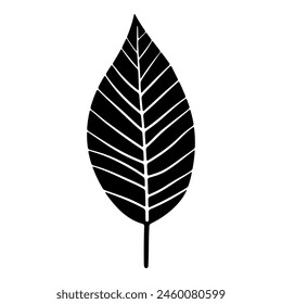 Hand drawn leaf of magnolia tree. Vector illustration.