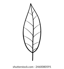 Hand drawn leaf of olive tree. Vector illustration.