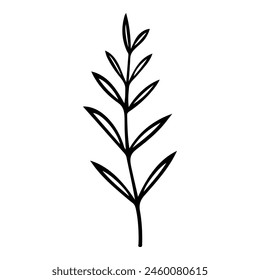 Hand drawn leaf of osier. Vector illustration.