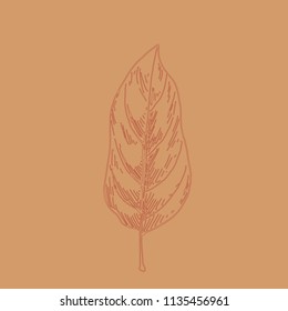 Hand drawn leaf outline. Autumn leaf in line art style isolated on brown background