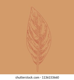 Hand drawn leaf outline. Autumn leaf in line art style isolated on brown background