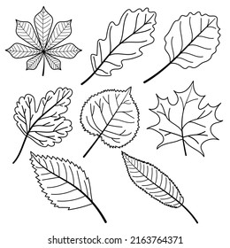 Hand drawn leaf in outline style