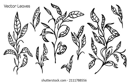 Hand drawn leaf plants collection. Bundle of doodled, vector botany elements.