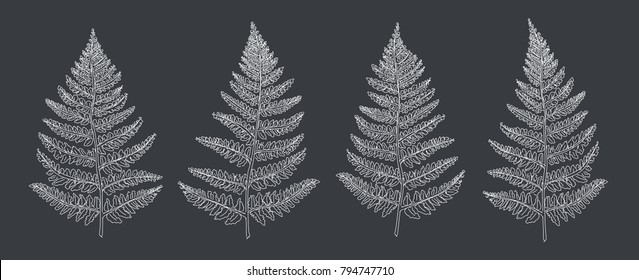 Hand drawn leaf Set. Fern.