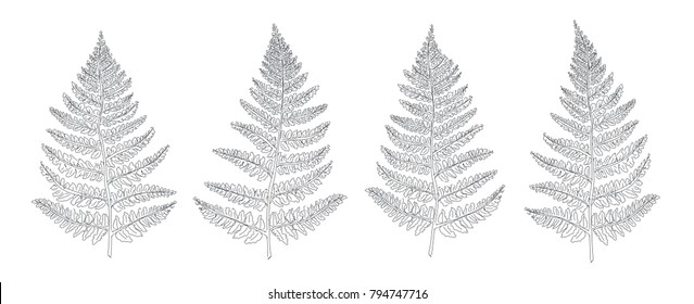 Hand drawn leaf Set. Fern.