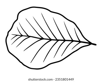 Hand Drawn Leaf Sketch Line Art Illustration