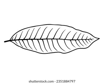 Ilustración de arte de la línea de esbozo de hoja dibujada a mano