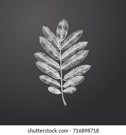 Hand Drawn Leaf Sketch Symbol isolated on chalkboard. Vector Autumn Element In Trendy Style