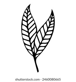 Hand drawn leaf of spindle tree. Vector illustration. svg