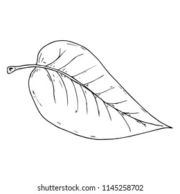 Hand drawn leaf of the tree. Vector illustration of a falling leaf of a tree.  Autumn leaf.