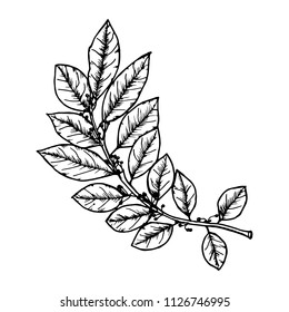 Hand drawn leaf vector illustration. Vintage design.