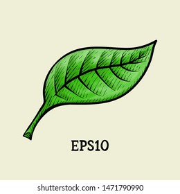Hand drawn leaf vector illustration isolated on white background.