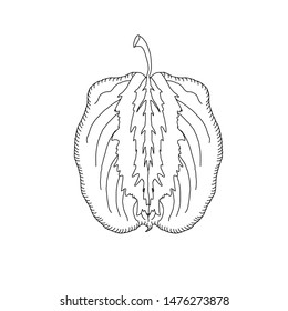 Hand drawn leaf .Vector illustration. Jungle tropical leave isolated on white. Hand drawn sketch. Vintage style. Design element. Botanical illustration.