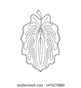 Hand drawn leaf .Vector illustration. Jungle tropical leave isolated on white. Hand drawn sketch. Vintage style. Design element. Botanical illustration.
