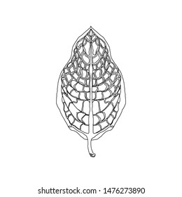 Hand drawn leaf .Vector illustration. Jungle tropical leave isolated on white. Hand drawn sketch. Vintage style. Design element. Botanical illustration.