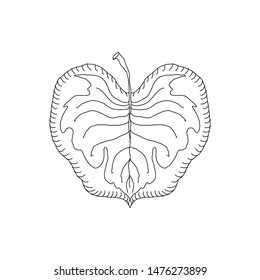 Hand drawn leaf .Vector illustration. Jungle tropical leave isolated on white. Hand drawn sketch. Vintage style. Design element. Botanical illustration.