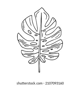 hand drawn leaf vector illustration. Big tropical leave. Simple black stroke. flower lineart isolated graphic elements for your design, floral lineart for classic design.