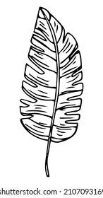 handgezeichnete Blatt-Vektorgrafik. Großer tropischer Urlaub. Einfach schwarzer Schlaganfall. Blumenzeilenkunst isolierte grafische Elemente für Ihr Design, Blumenzeilenkunst für klassisches Design.