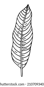 hand drawn leaf vector illustration. Big tropical leave. Simple black stroke. flower lineart isolated graphic elements for your design, floral lineart for classic design.