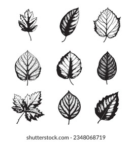Hand drawn leaf vector set