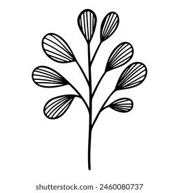 Hand drawn leaf of yew tree. Vector illustration.