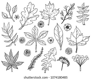 Hand drawn leafs and plants. Vector illustrations in sketch style