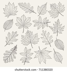 Hand drawn leafs set. Vector illustration