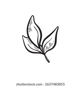 Hand drawn leaves in black and white. Botanical plant drawing.