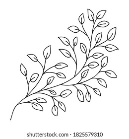 Hand drawn leaves and branch isolated on white. Doodle birch leaves for design. Vector illustration. Botanical print. Organic natural shape. Isolated birch branch
