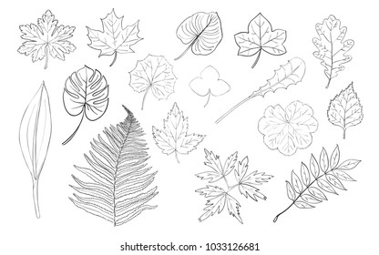Hand drawn leaves collection, vector