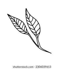 Hojas dibujadas a mano, elementos florales aislados sobre fondo blanco.Elemento de plantas ilustrado Diseño para decoración e impresión.