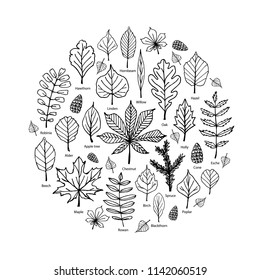 Hand drawn leaves icons in round composition isolated on white background. Linear vector botanical clipart. Different tree leaf types with names.