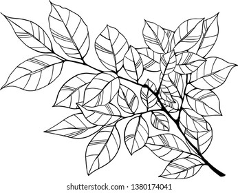 Hand drawn leaves  isolated on white background. Vector illustration of white and black. 