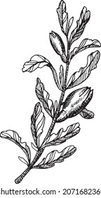Hand drawn leaves. Line art illustration. Linear branch. Vector eps 10